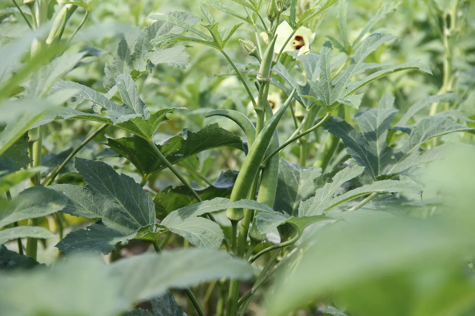 Okra image 4