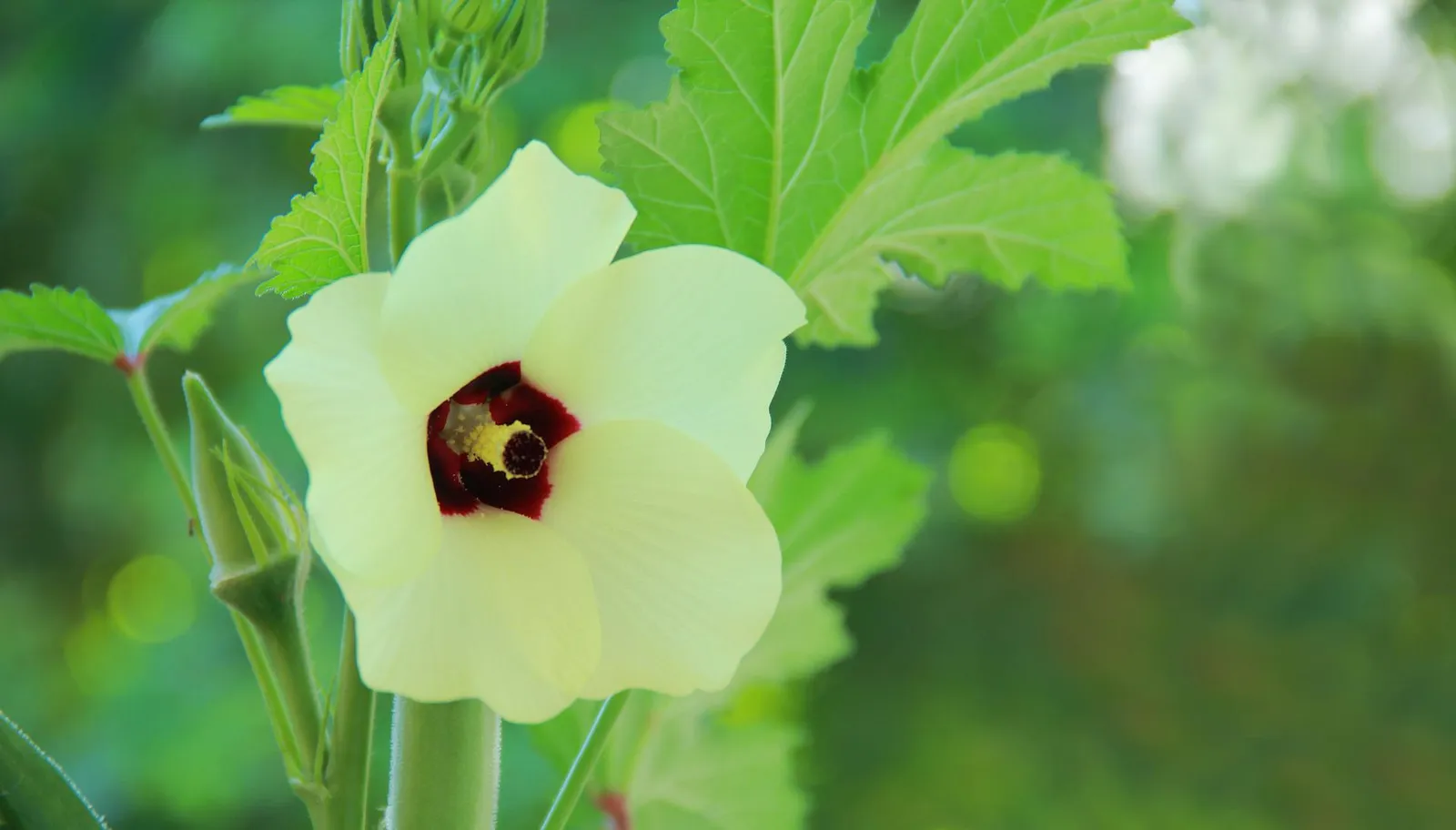 Okra image 5