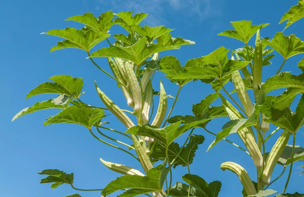 Okra image 1