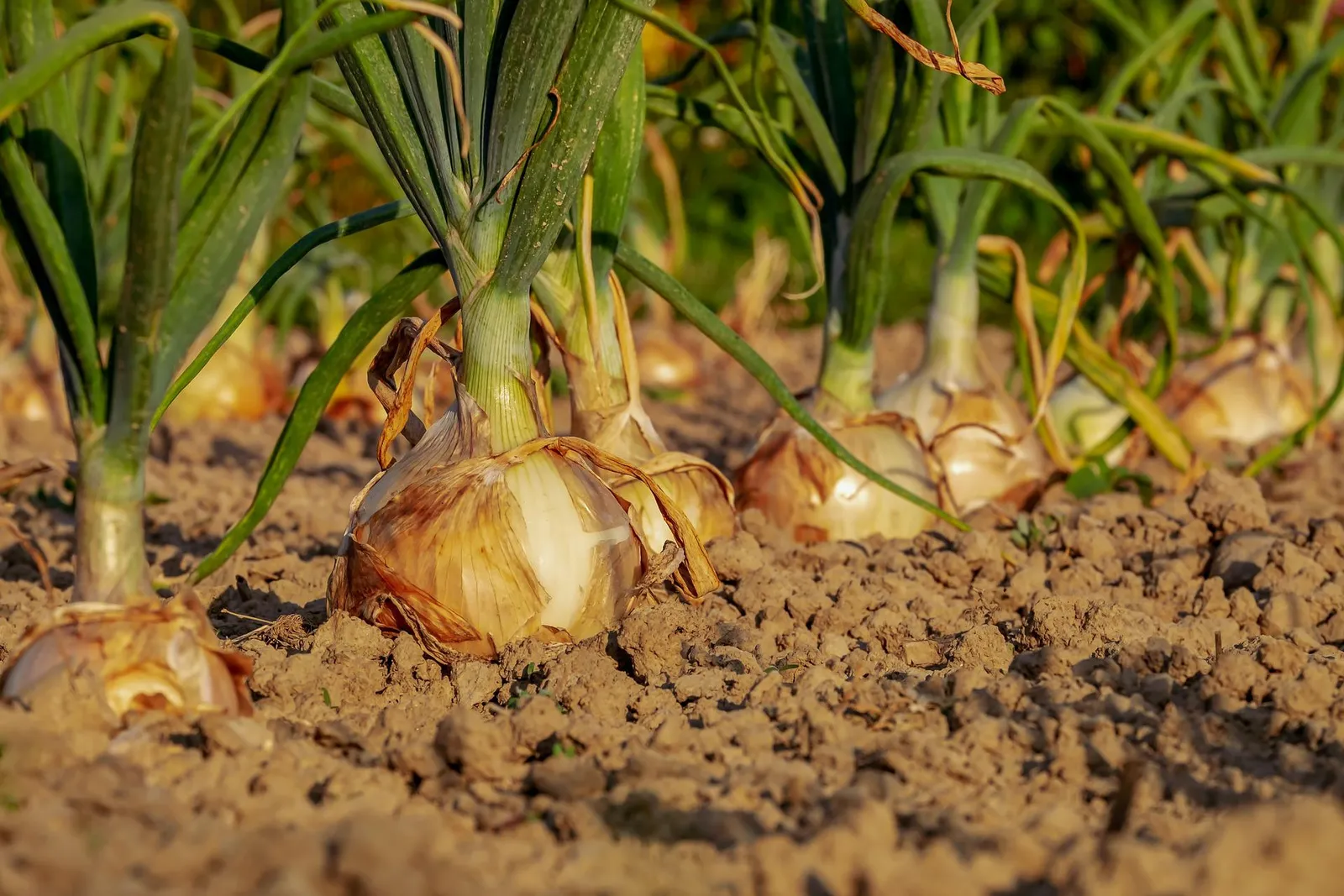 Onions image 2