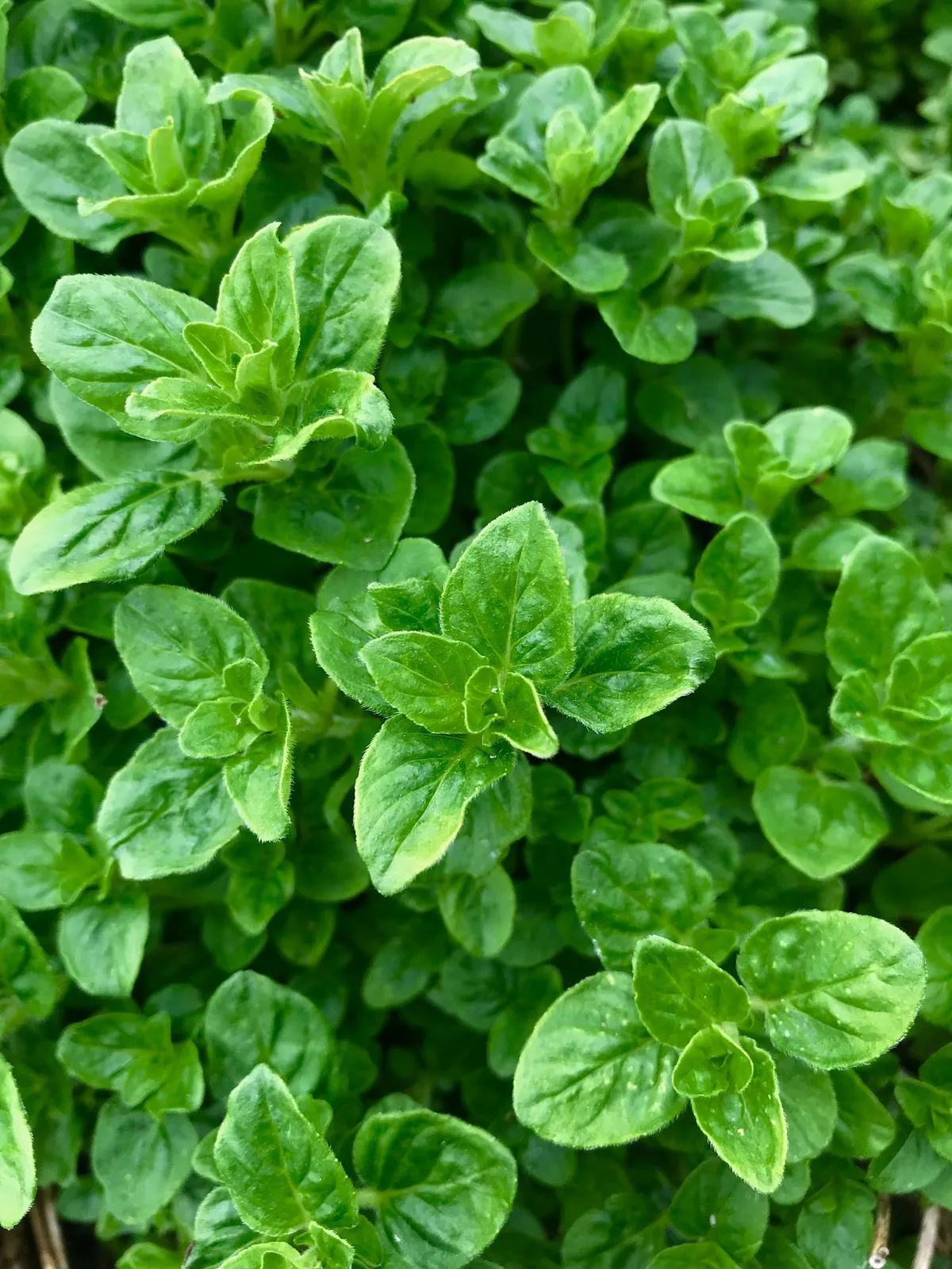 Oregano image 2