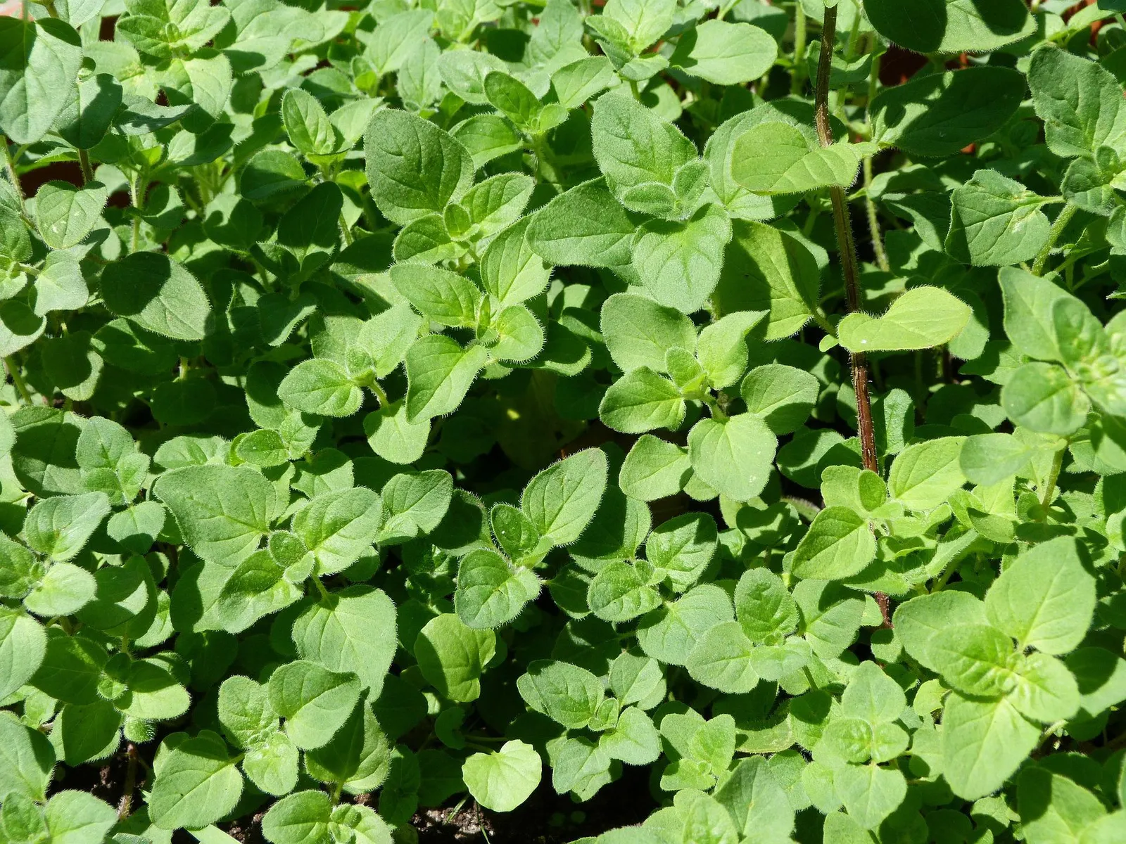 Oregano image 4