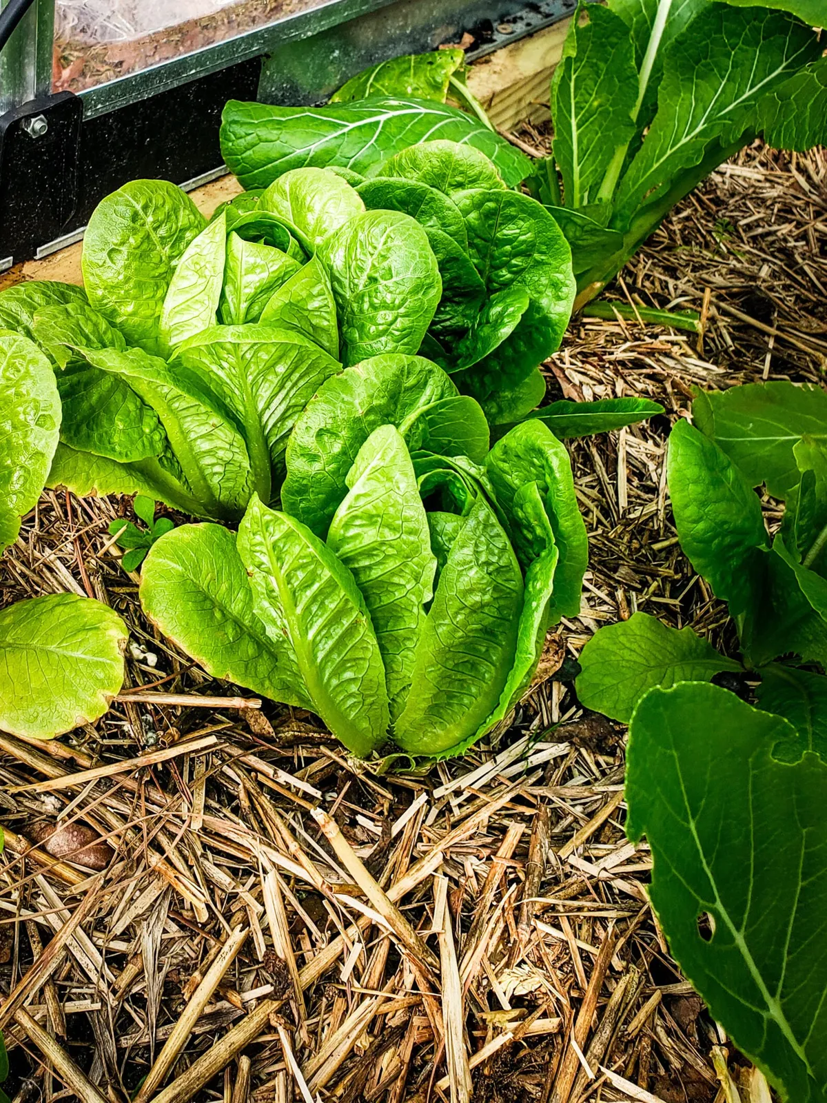 Paris Island Cos Romaine Lettuce