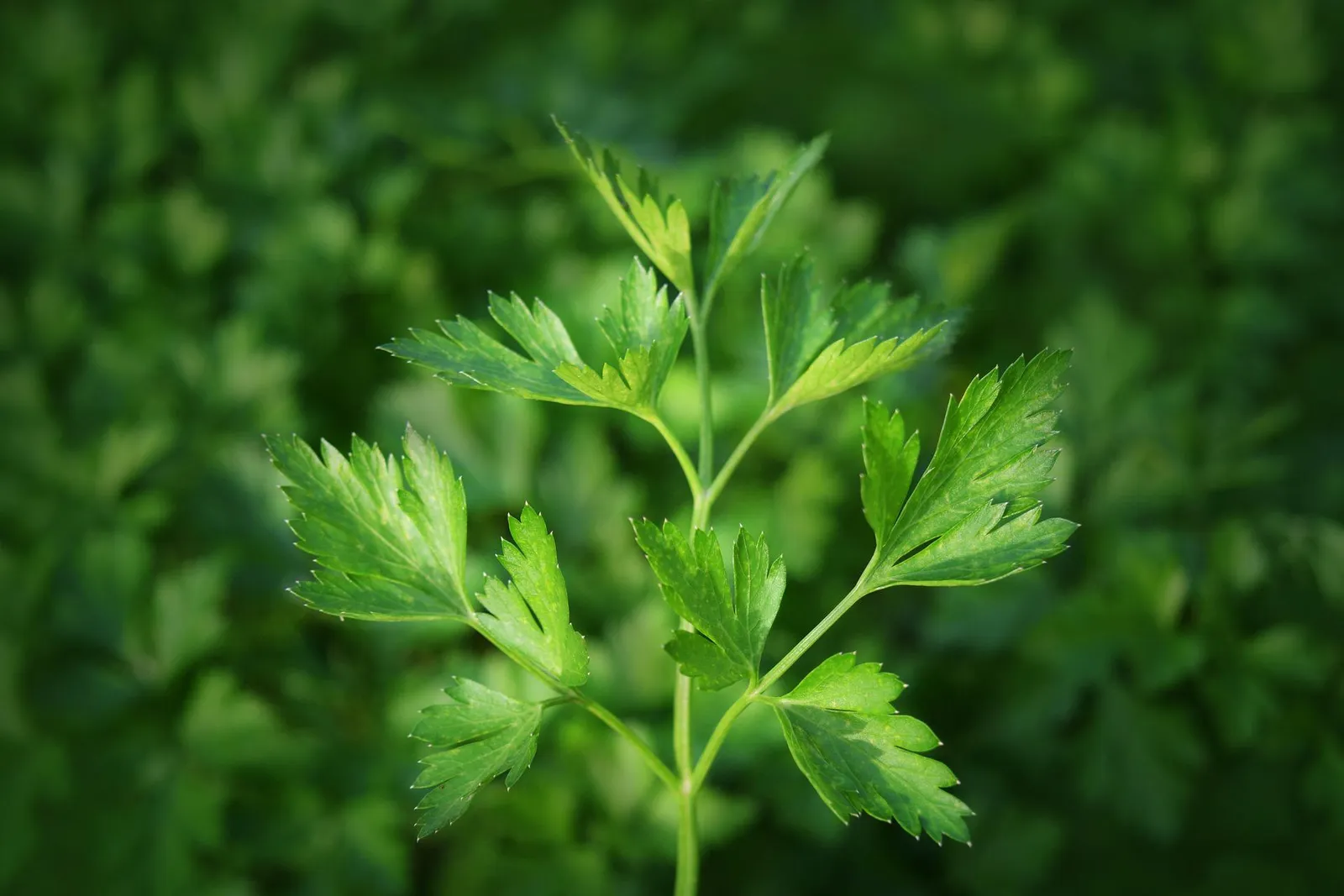 Parsley image 2