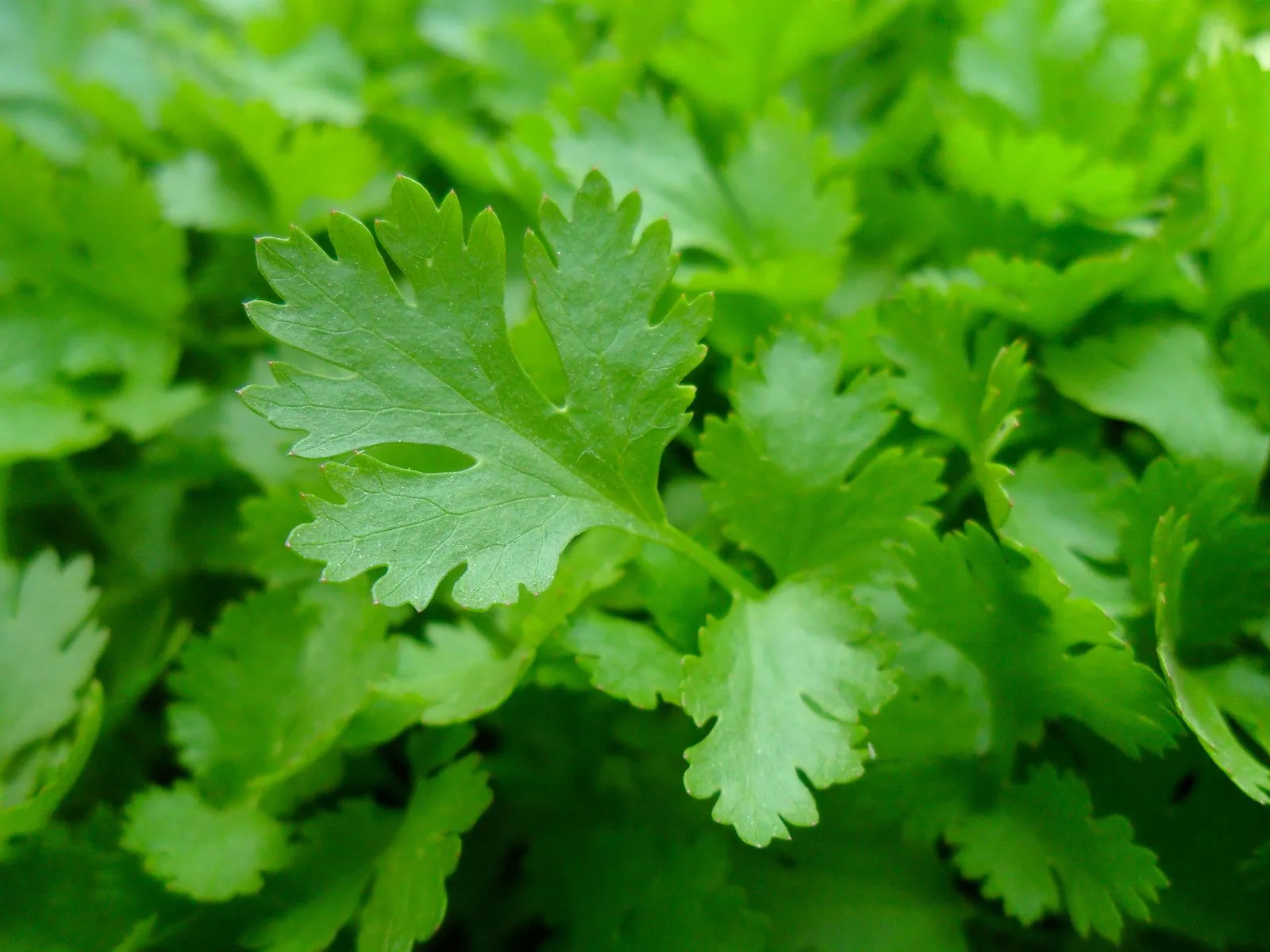 Parsley image 3
