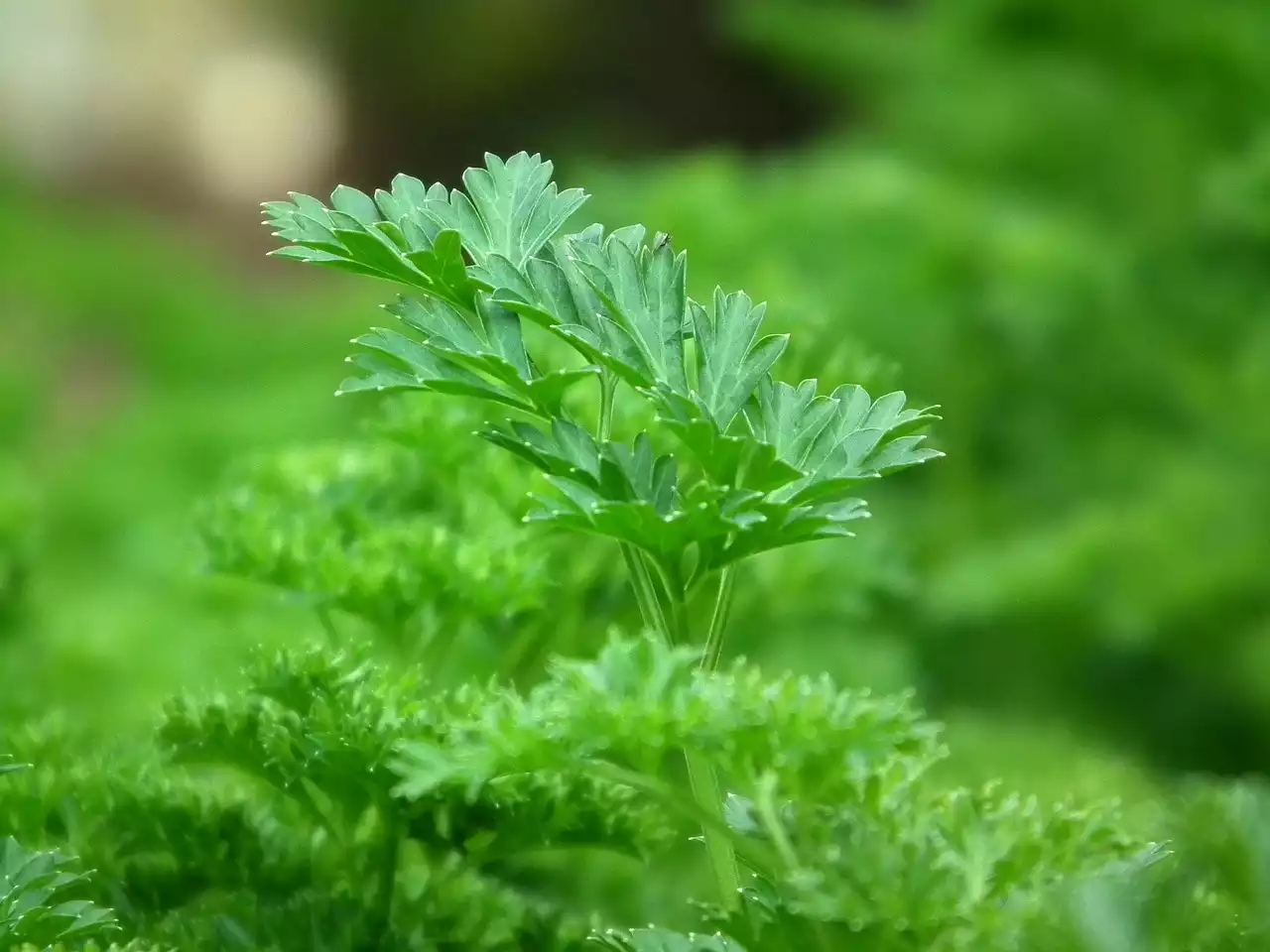 Parsley image 1
