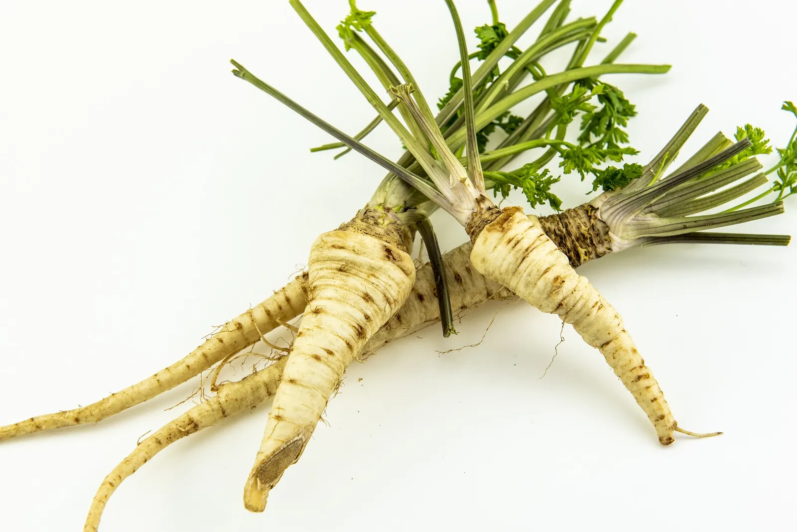 Parsley Root image 2