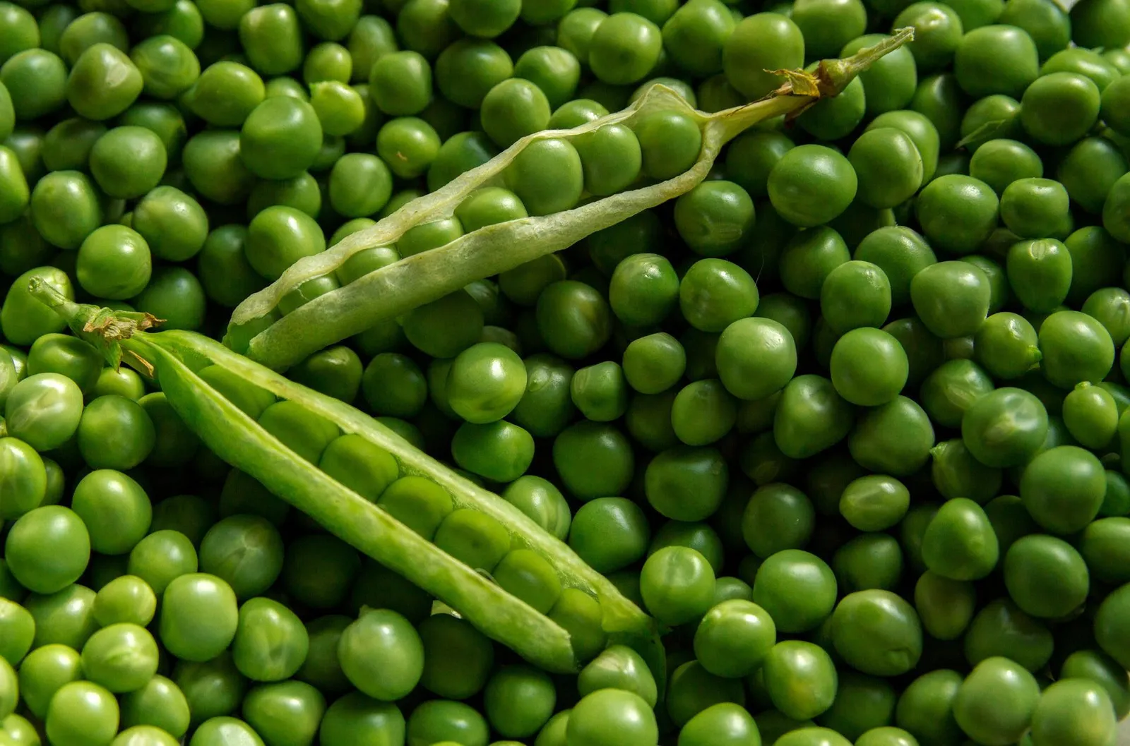 Peas image 2