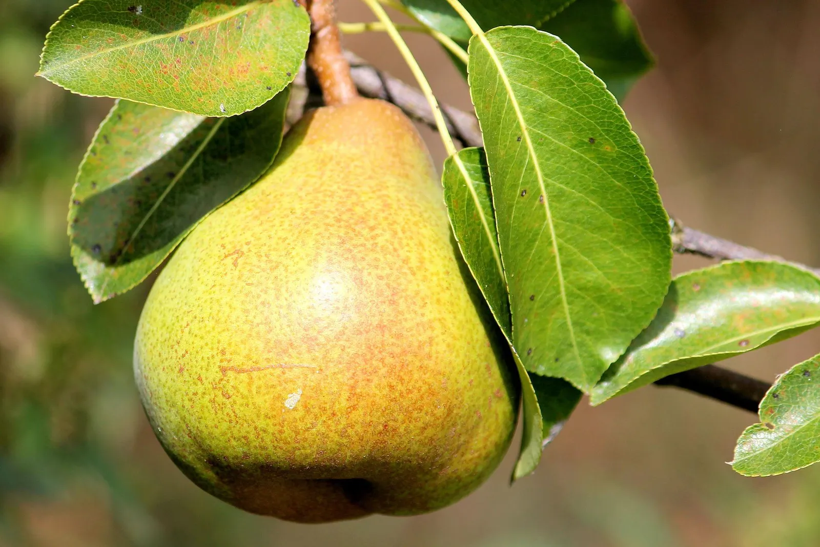 Pear image 5