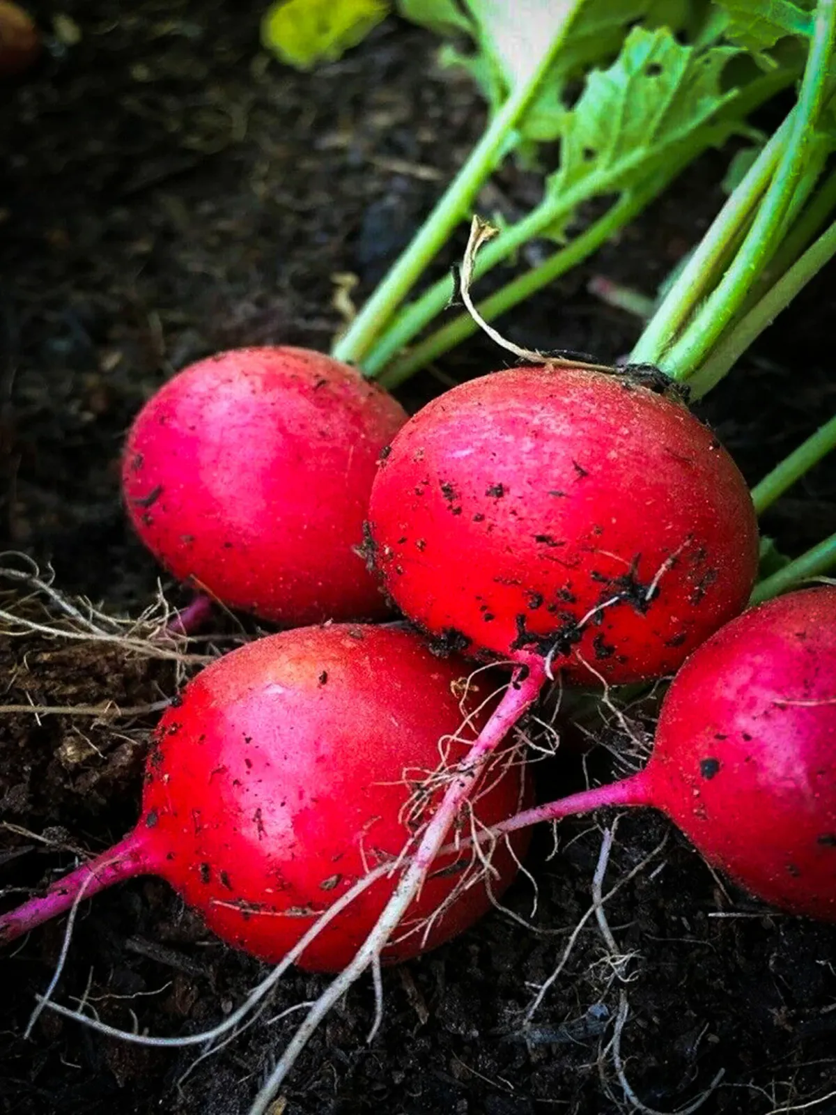 Radishes image 2