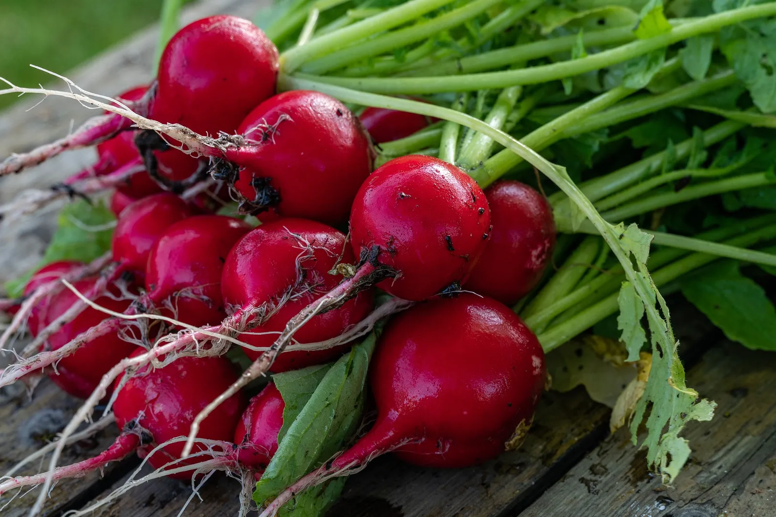 Radishes image 3