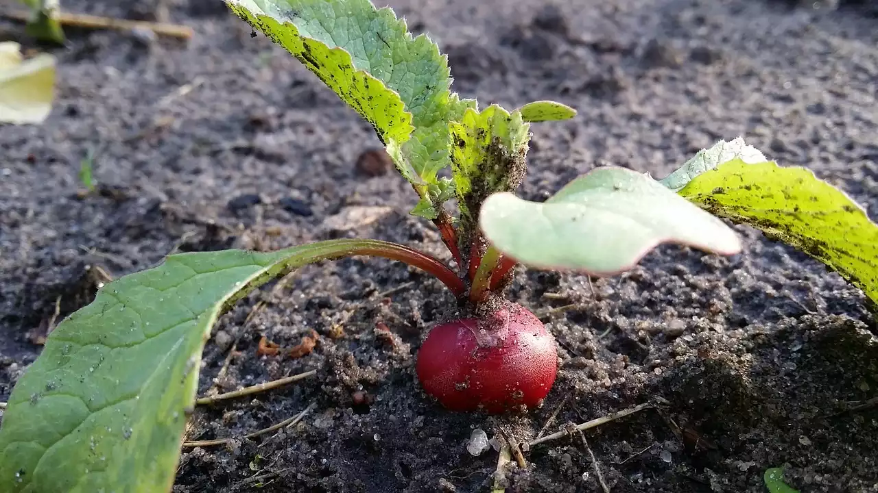 Radishes image 1