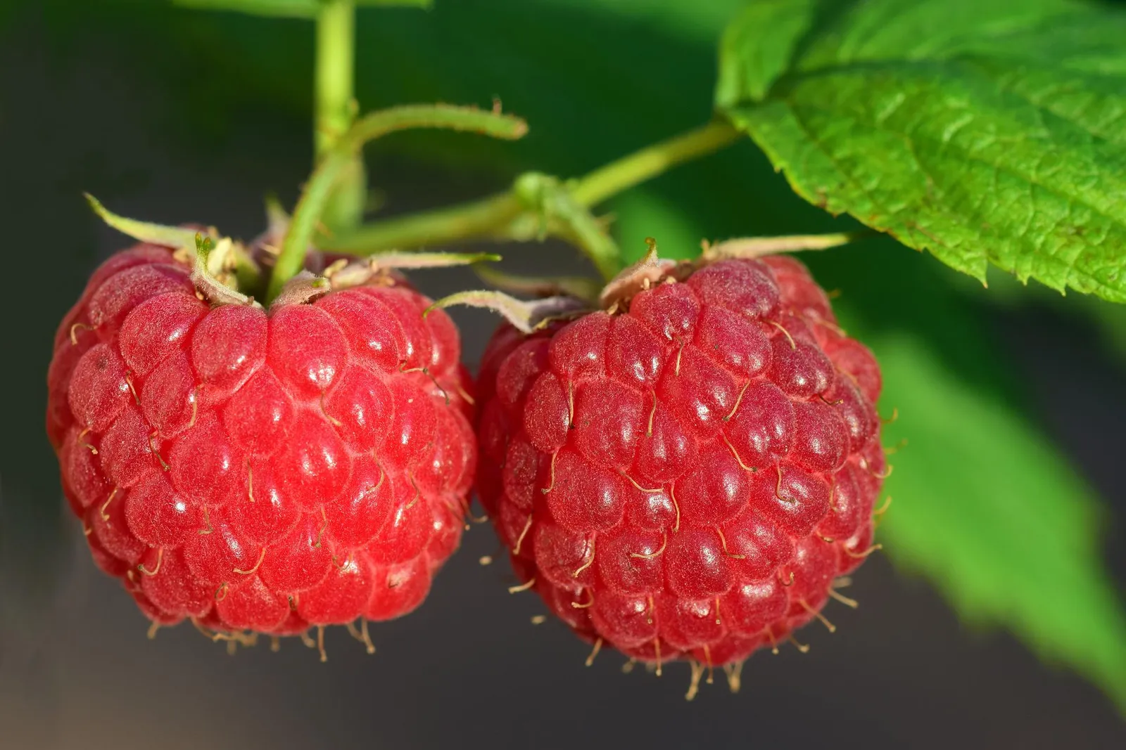 Raspberries image 1