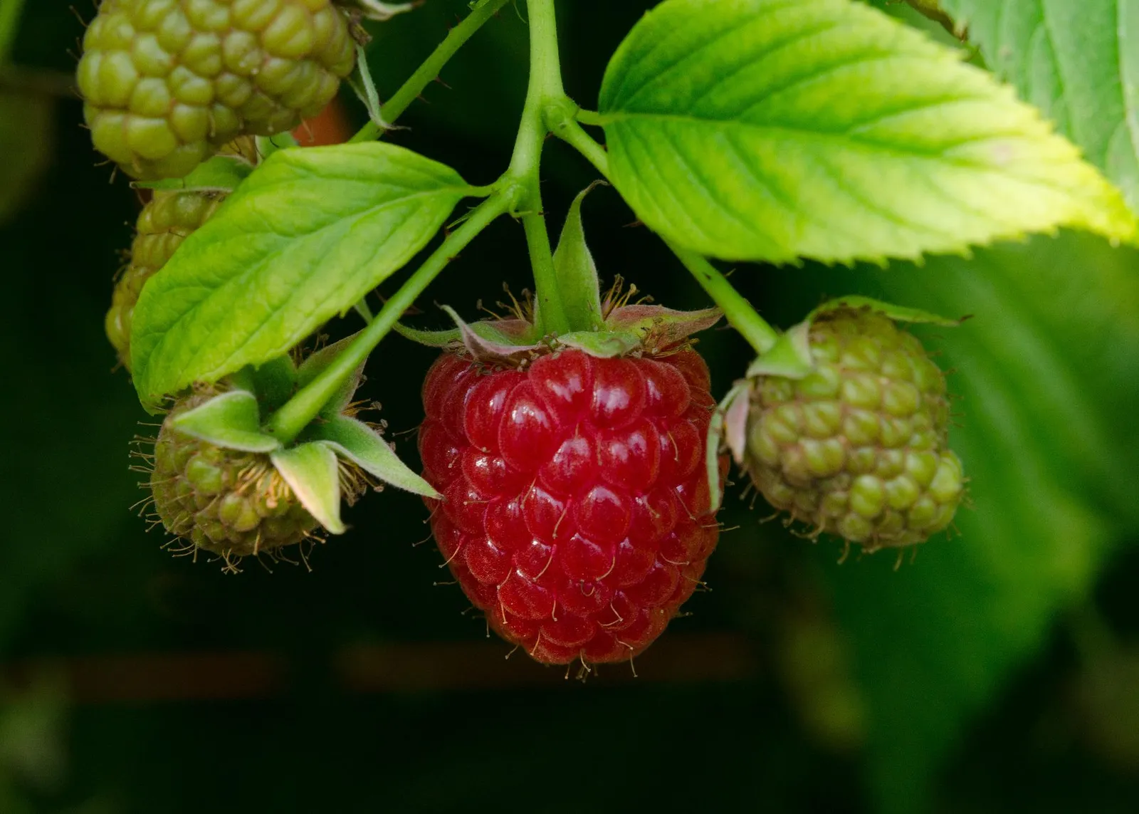 Raspberries image 3
