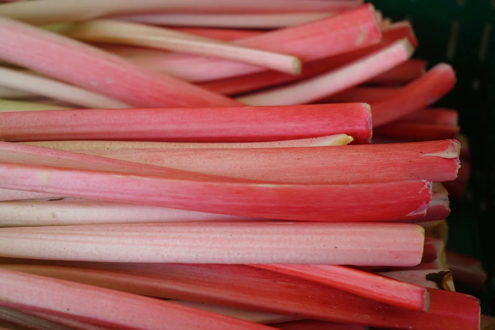 Rhubarb image 2