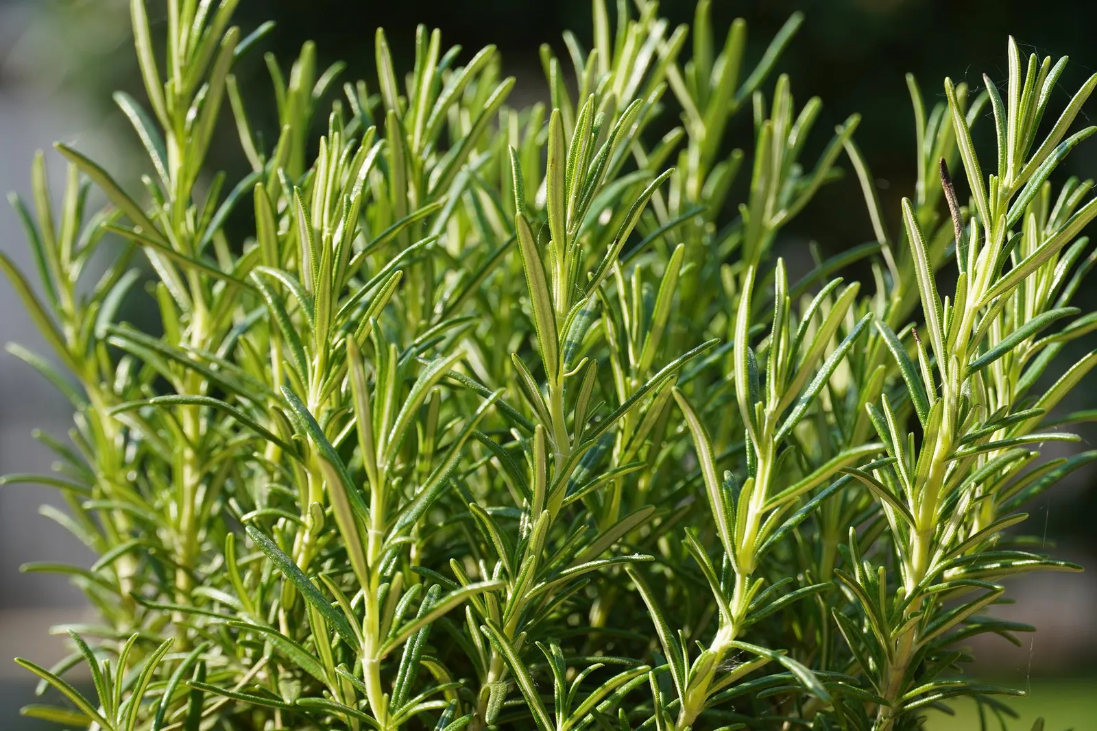 Rosemary image 3