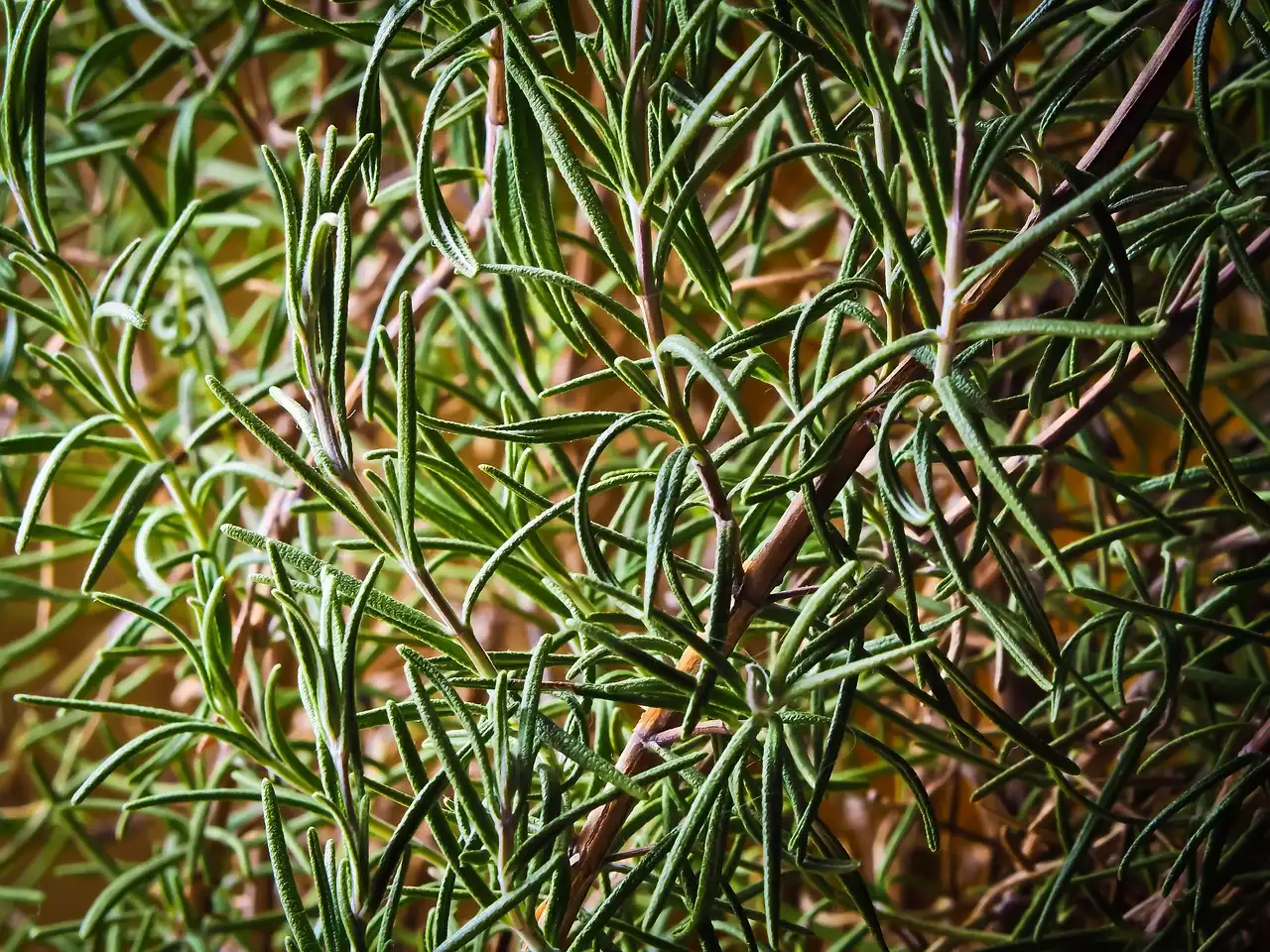 Rosemary image 1