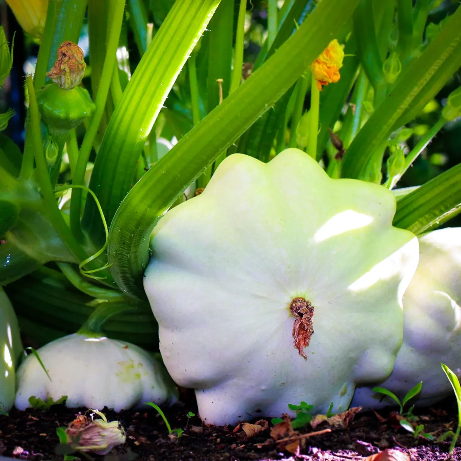 Early White Bush Scallop