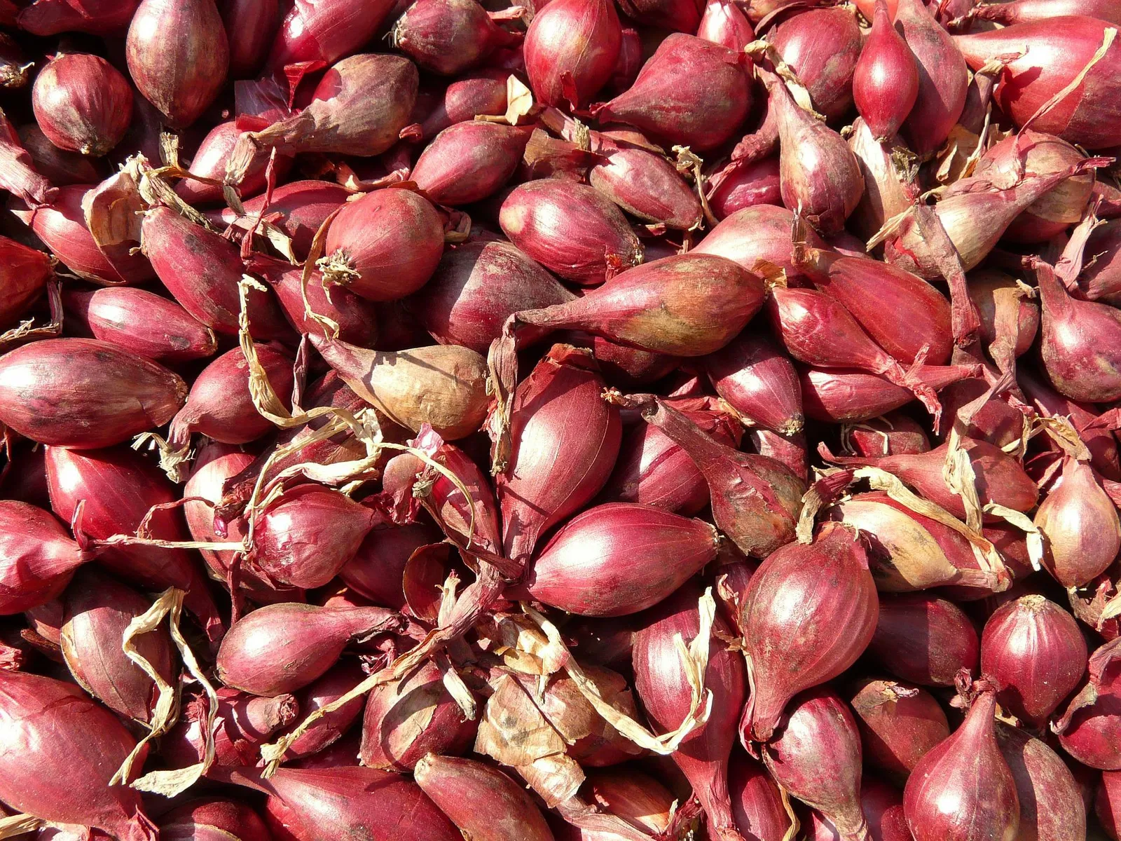 Shallots image 1