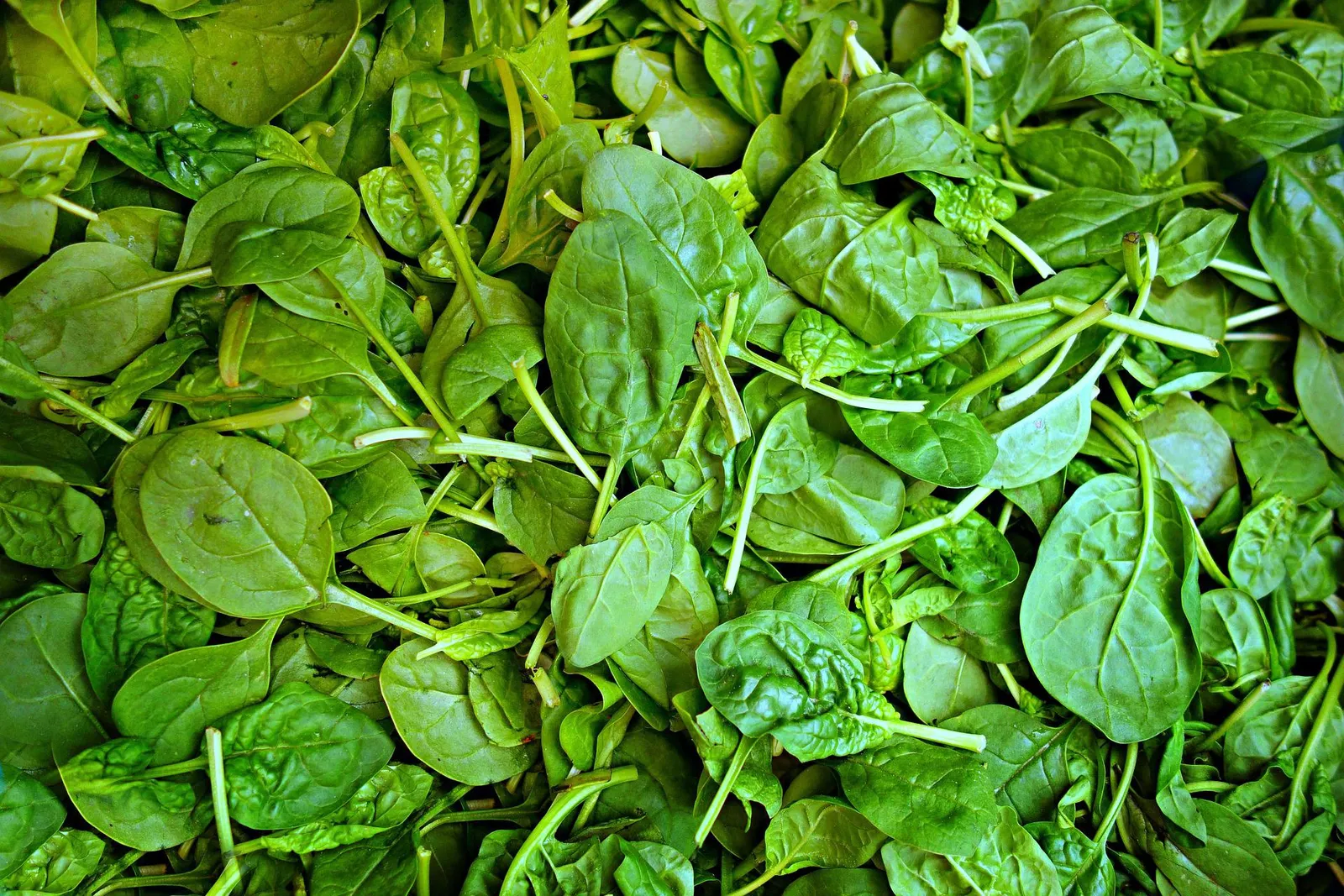 Spinach image 3