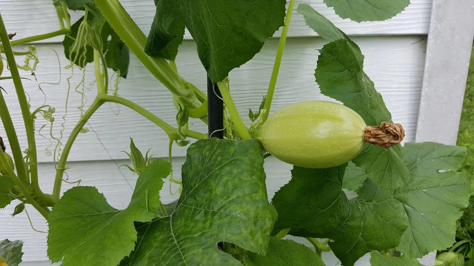 Squash image 3