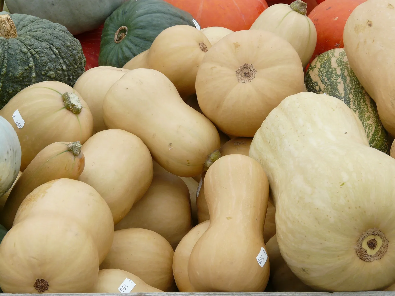 Squash image 4