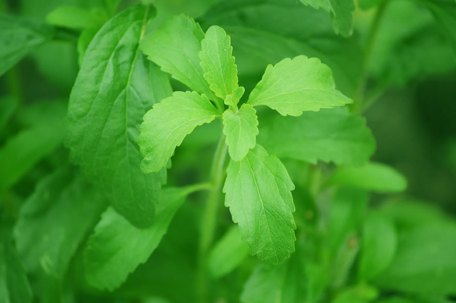 Stevia image 3