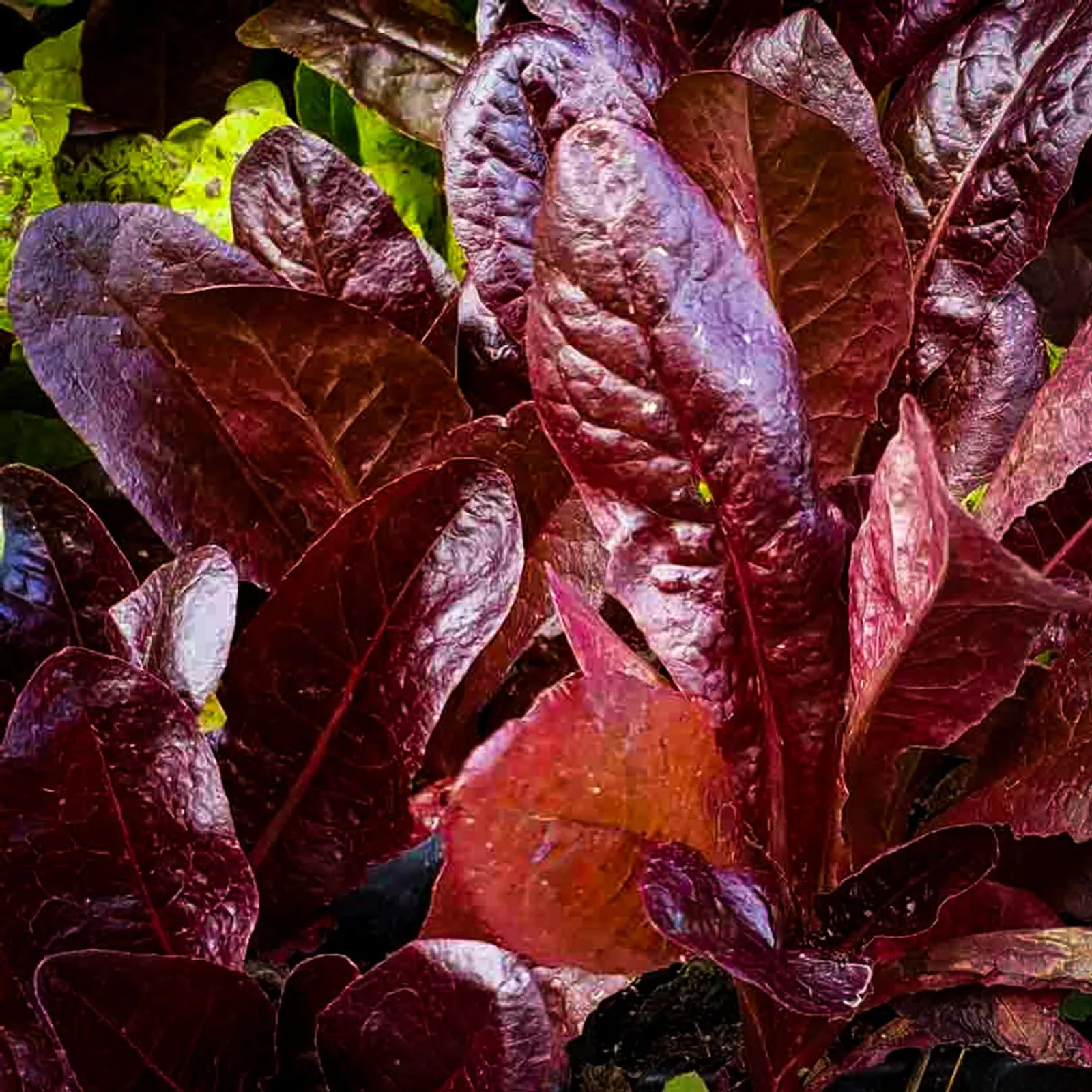 Super Red Romaine Lettuce