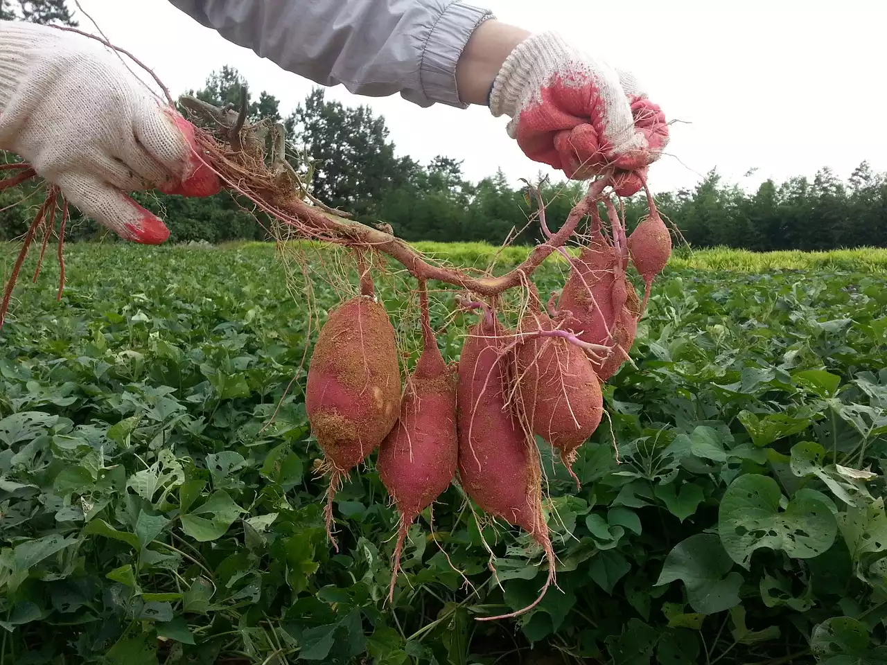 Sweet Potatoes image 1