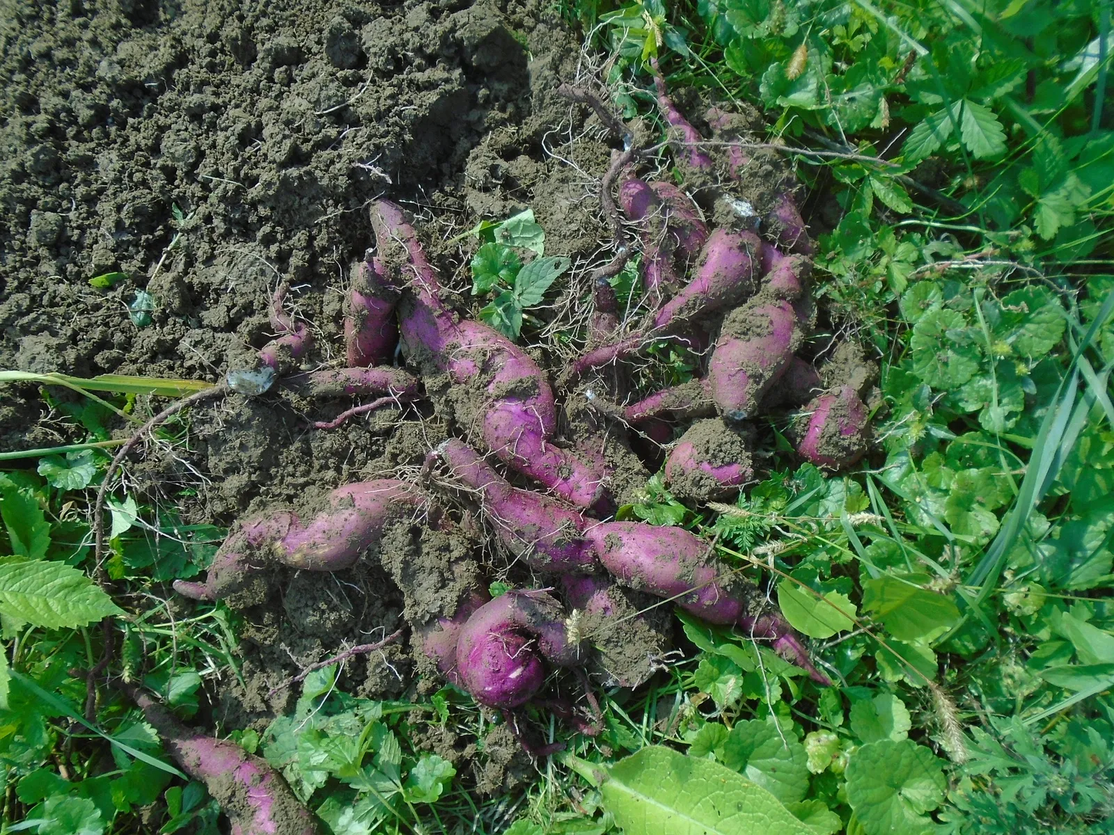 Sweet Potatoes image 2