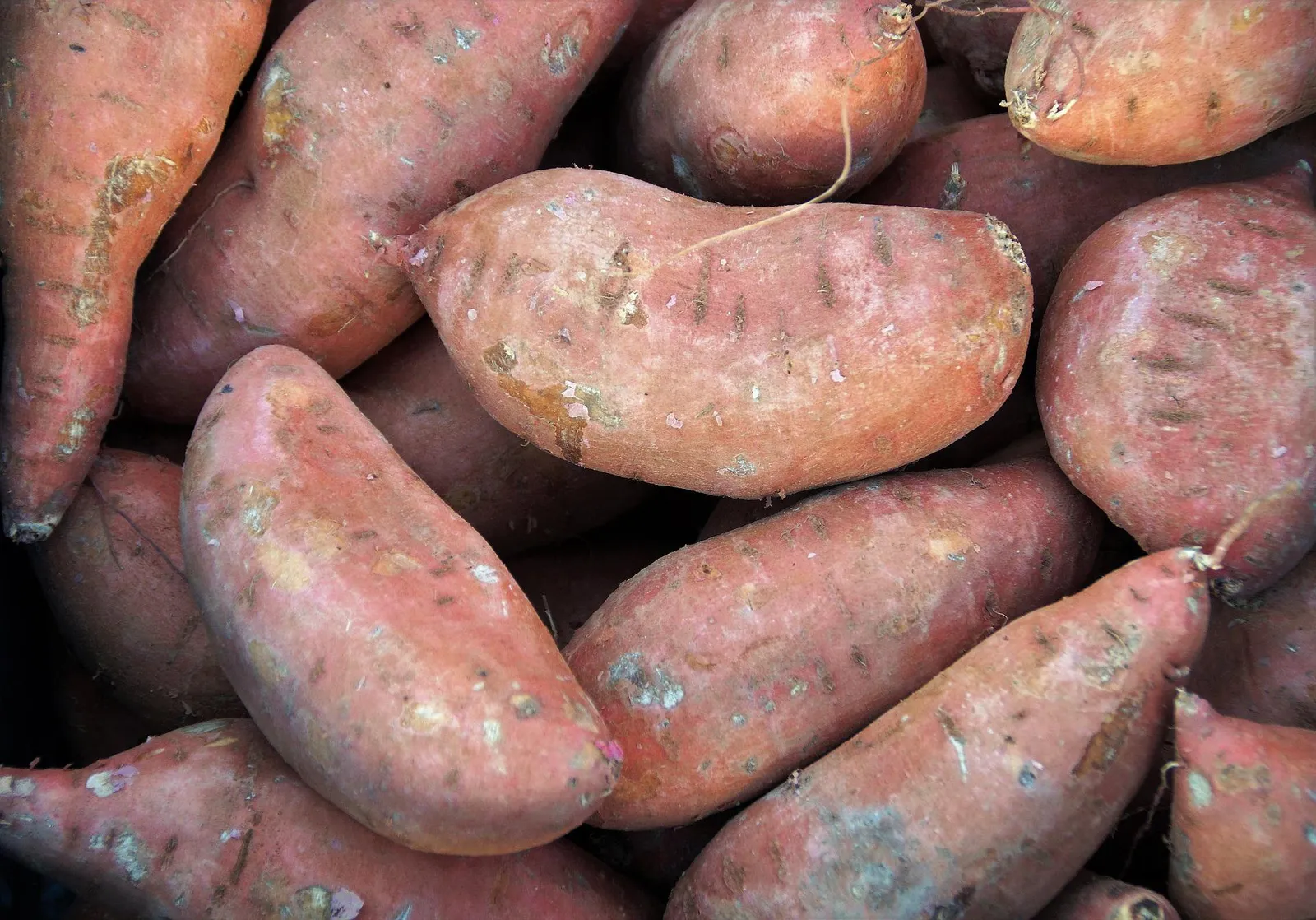 Sweet Potatoes image 4