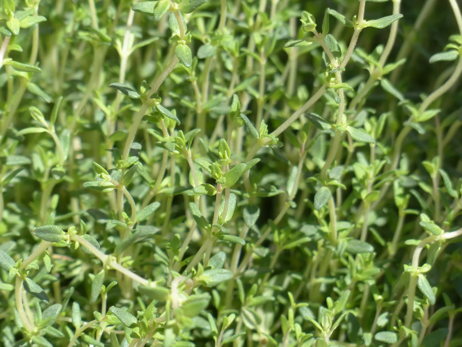 Thyme image 2