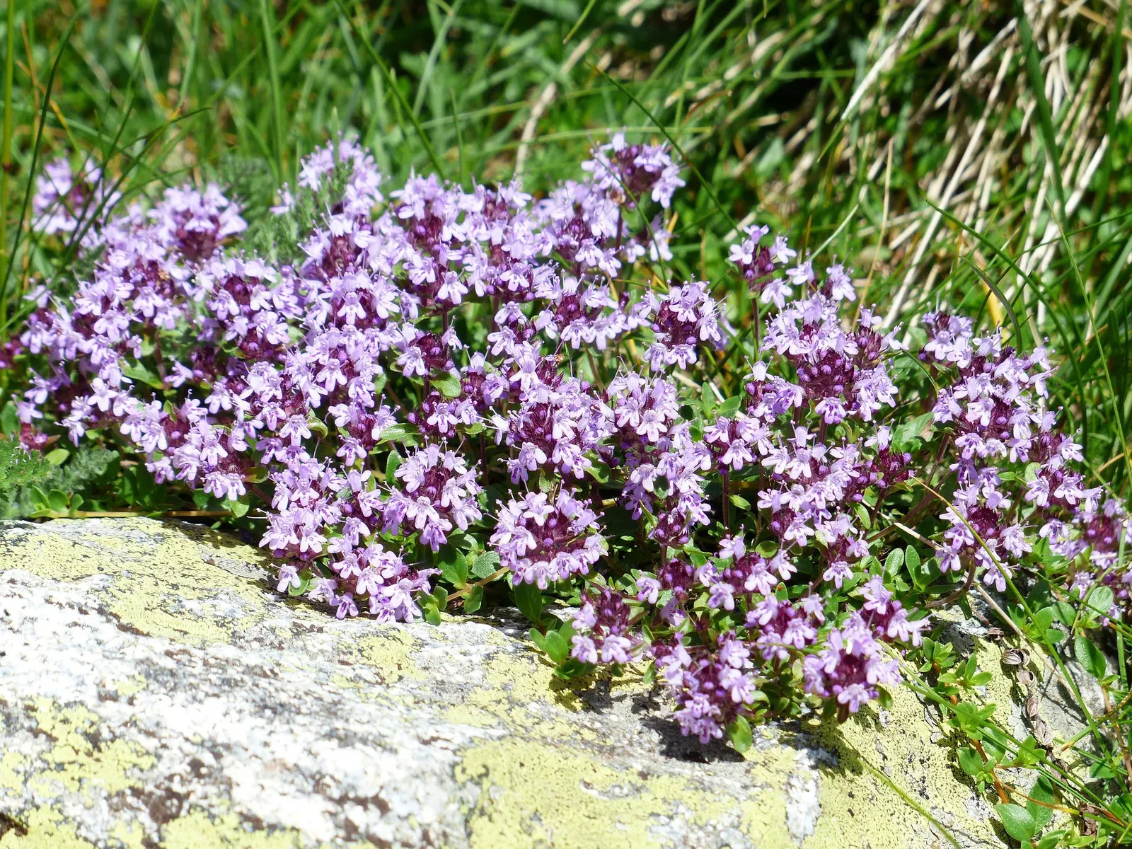 Thyme image 3