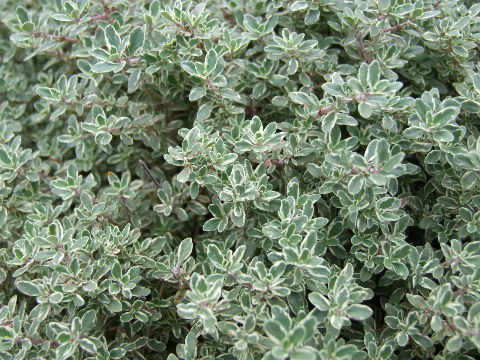 Thyme image 4