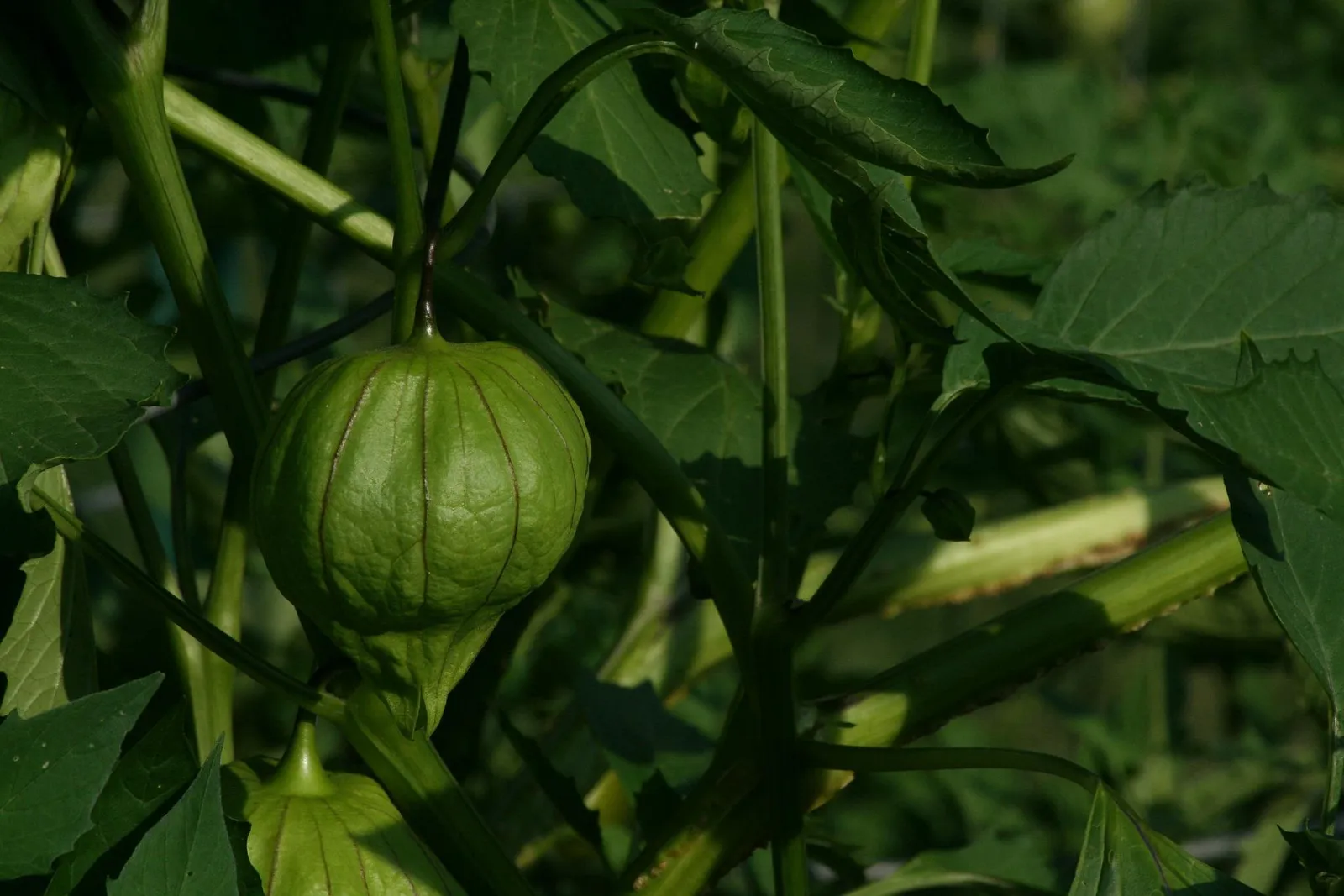 Tomatillos image 1