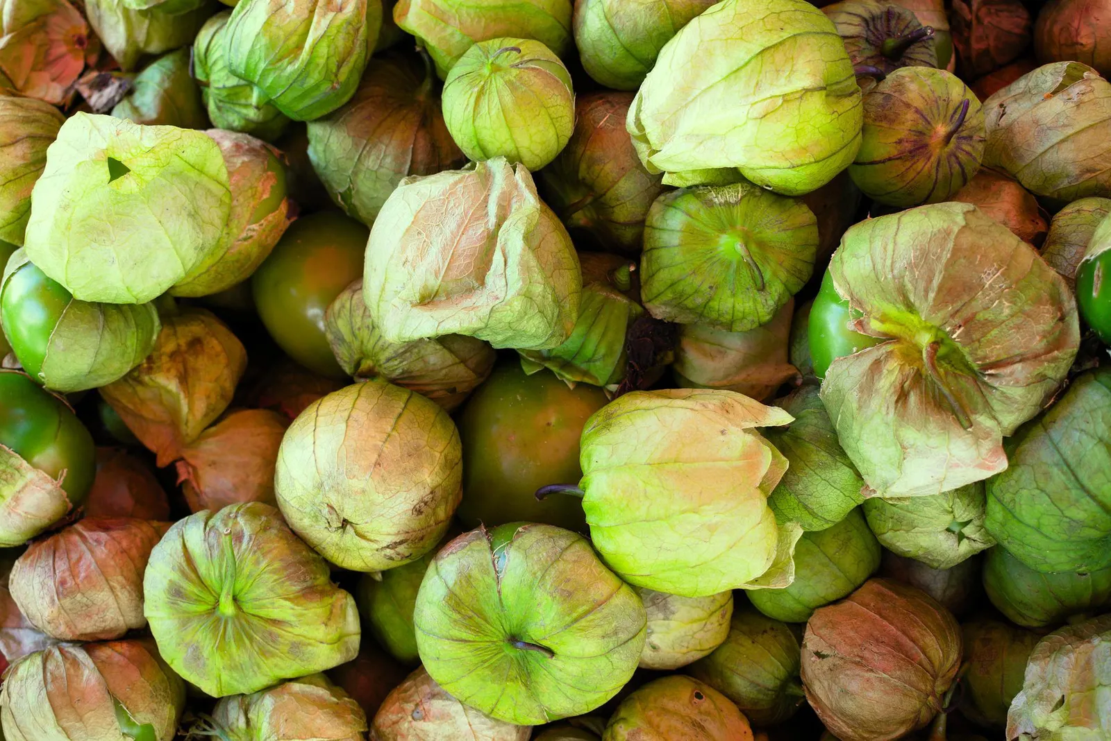 Tomatillos image 2