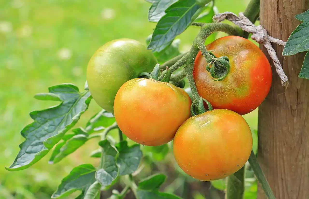 Tomatoes image 1