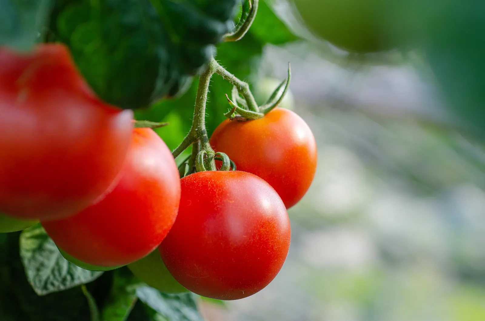 Tomatoes image 2
