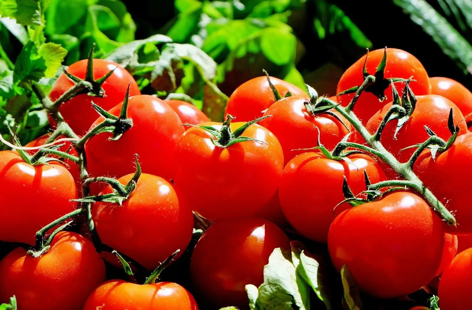 Tomatoes image 4