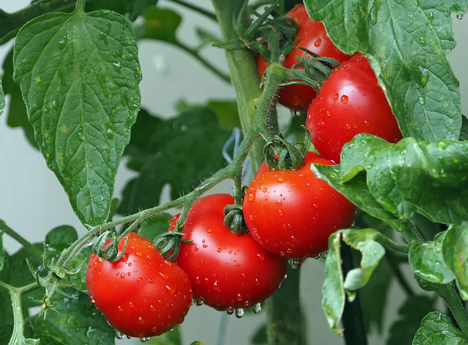 Tomatoes image 5