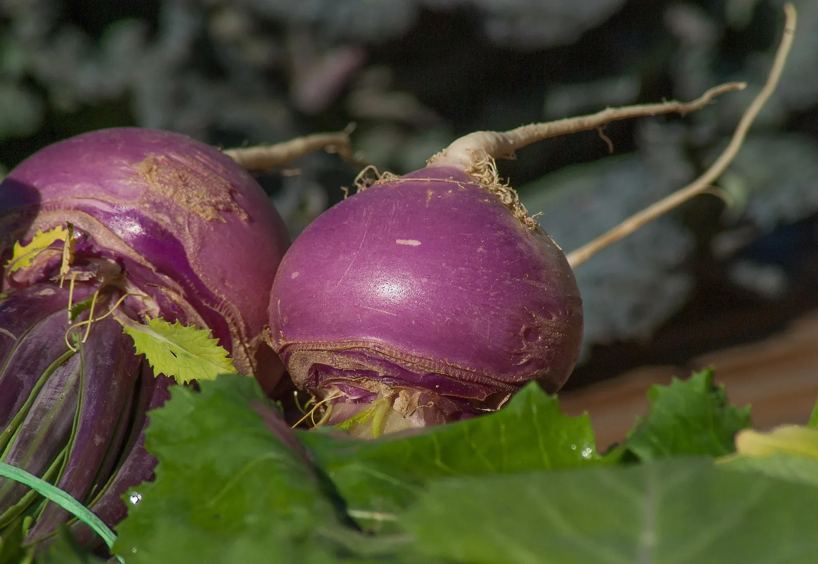 Turnips image 1