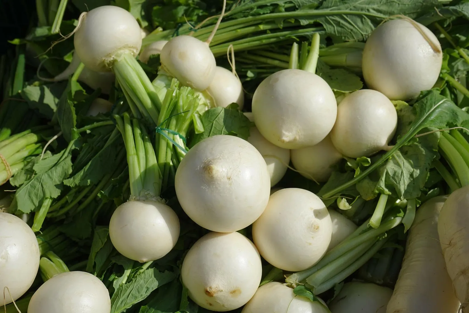 Turnips image 2