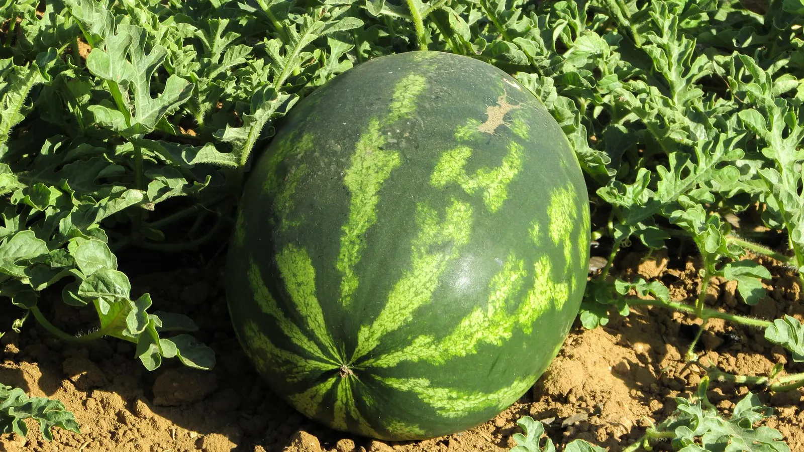 Watermelon image 1