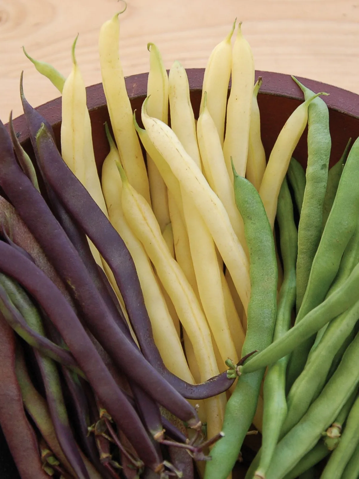 Three Color Blend Beans