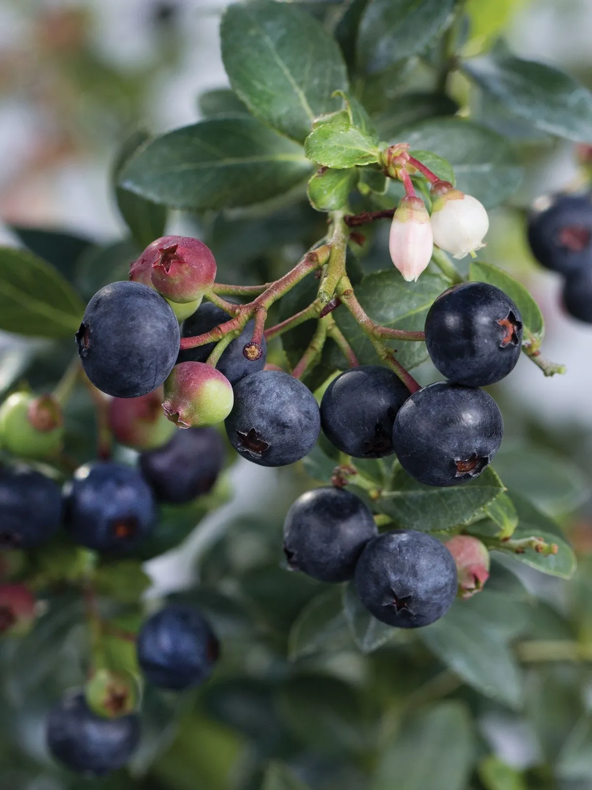 Blueberry Buckle Blueberries