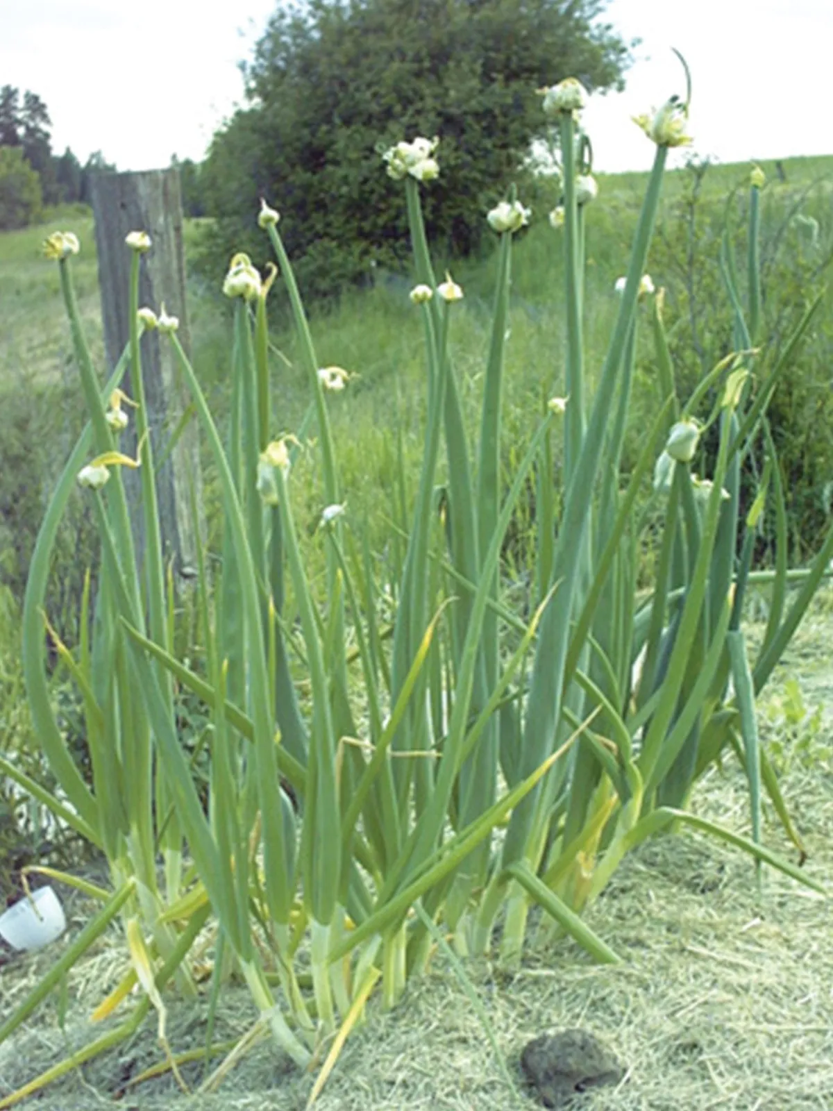 Egyptian Walking Onion
