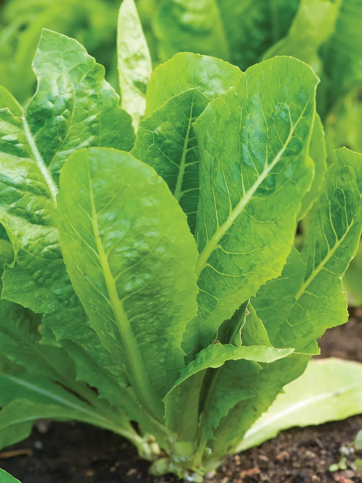 Vivian Lettuce