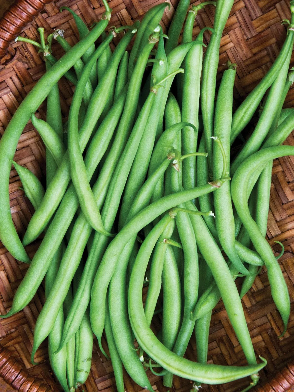 Mascotte Beans