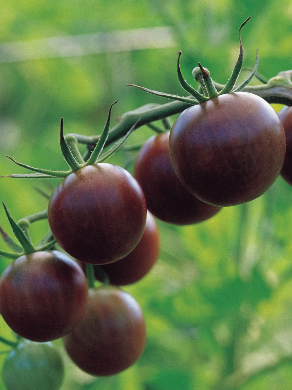 Black Cherry Tomatoes