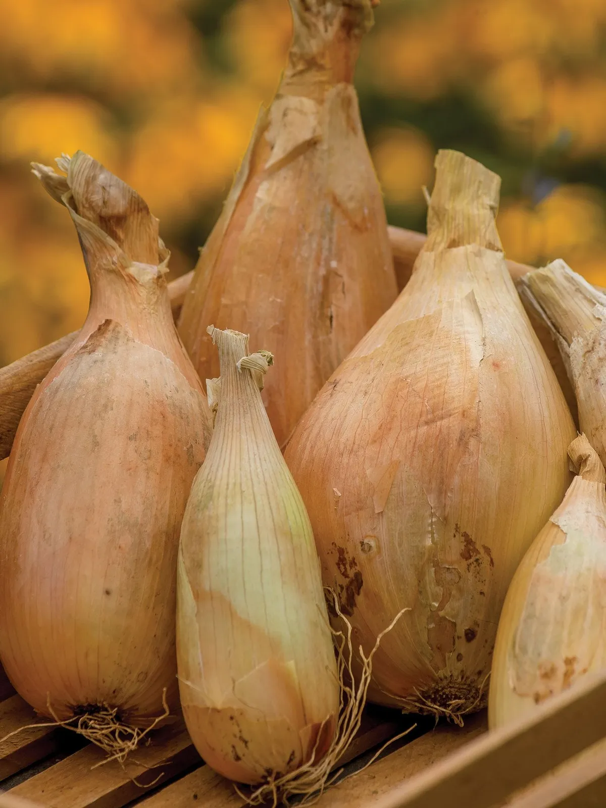 Kappa Hybrid Onions